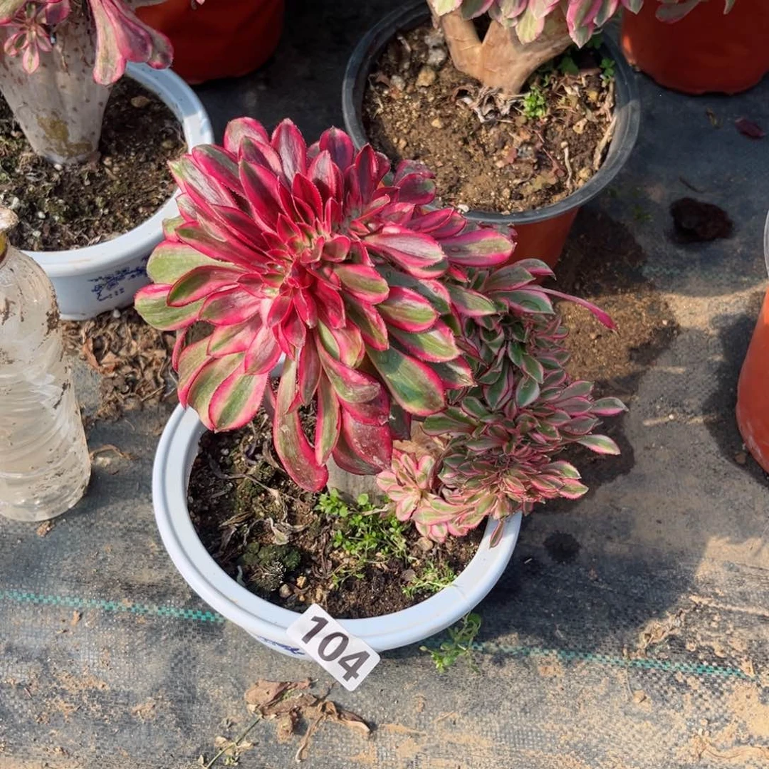 104香奈儿缀化多肉植物