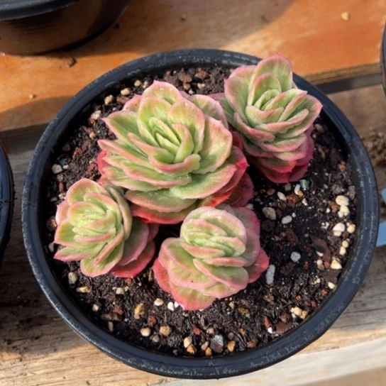 冰玫瑰 夏鸣园艺