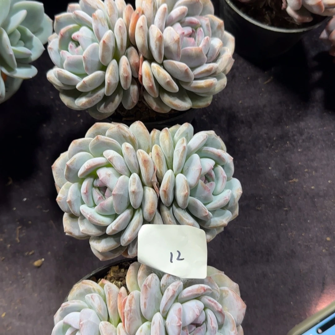 星影三颗一起一物一拍12