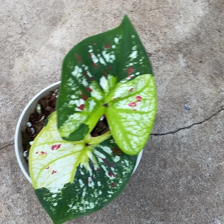 无花朵养定泰彩盆栽