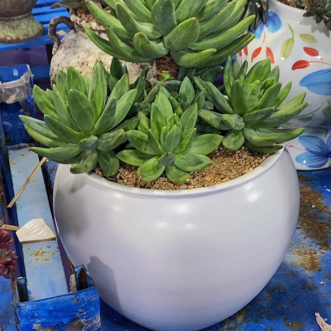 娜*海洋之哥多肉植物带盆寄养