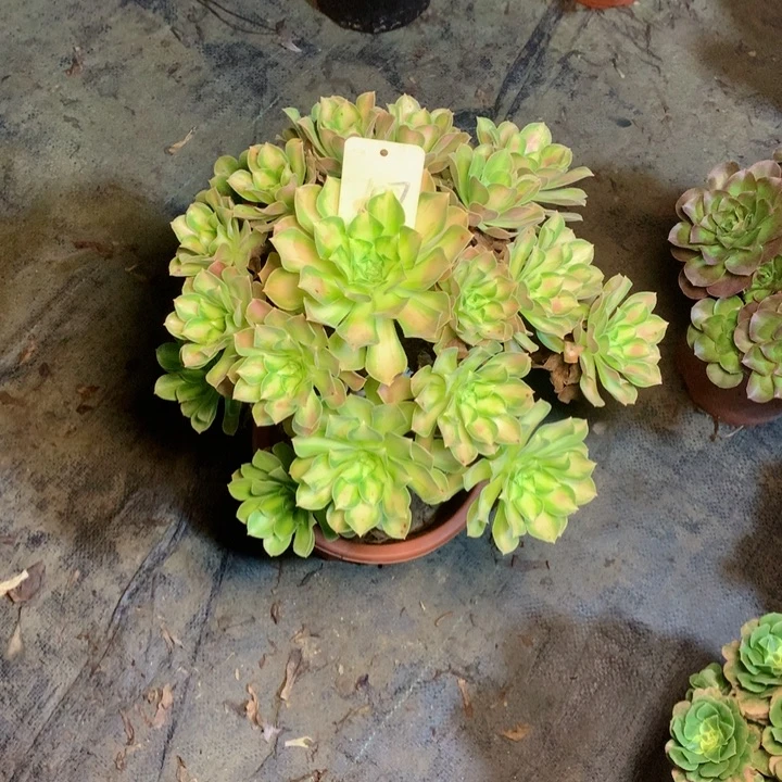 107韶华多肉一物一拍