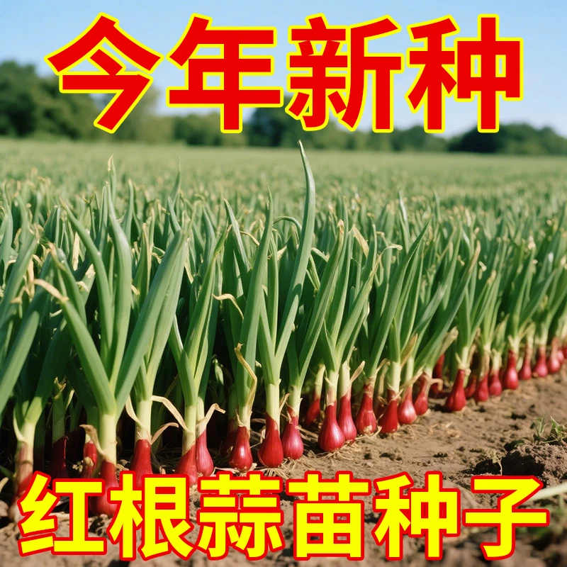 红根蒜苗种蒜苗种子大蒜种籽四季宽叶紫皮独头蒜农家蔬菜阳台盆栽