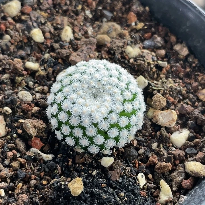 佛头春星自根仙人球