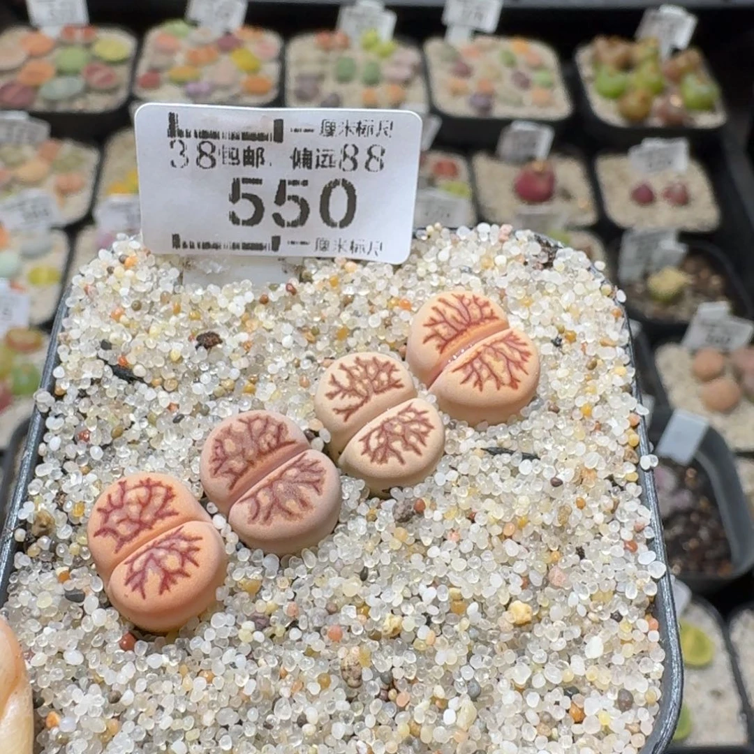 Sss新年福利福利550