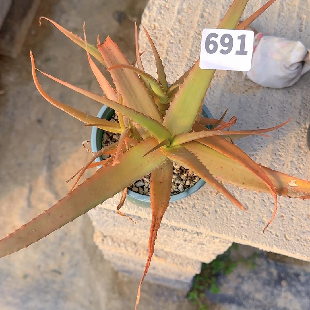 【闪购商品】?****?块根植物