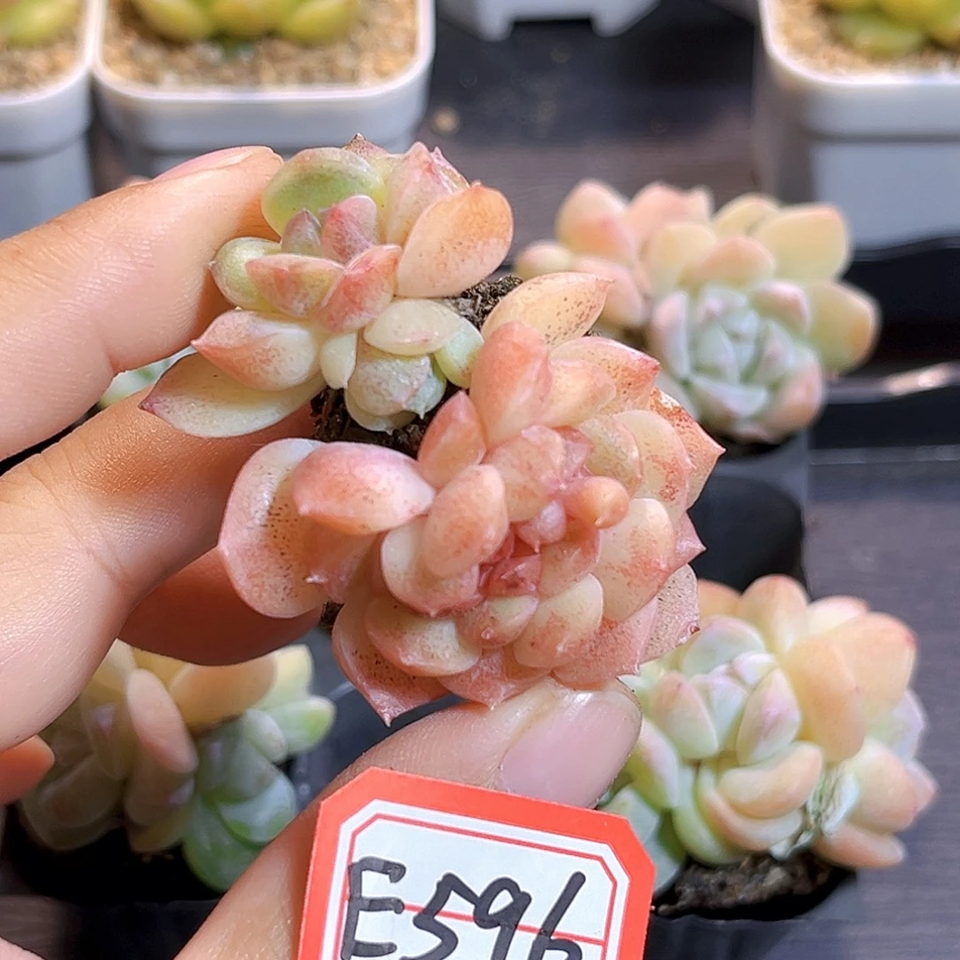 E596一物一拍 冰魄缀
