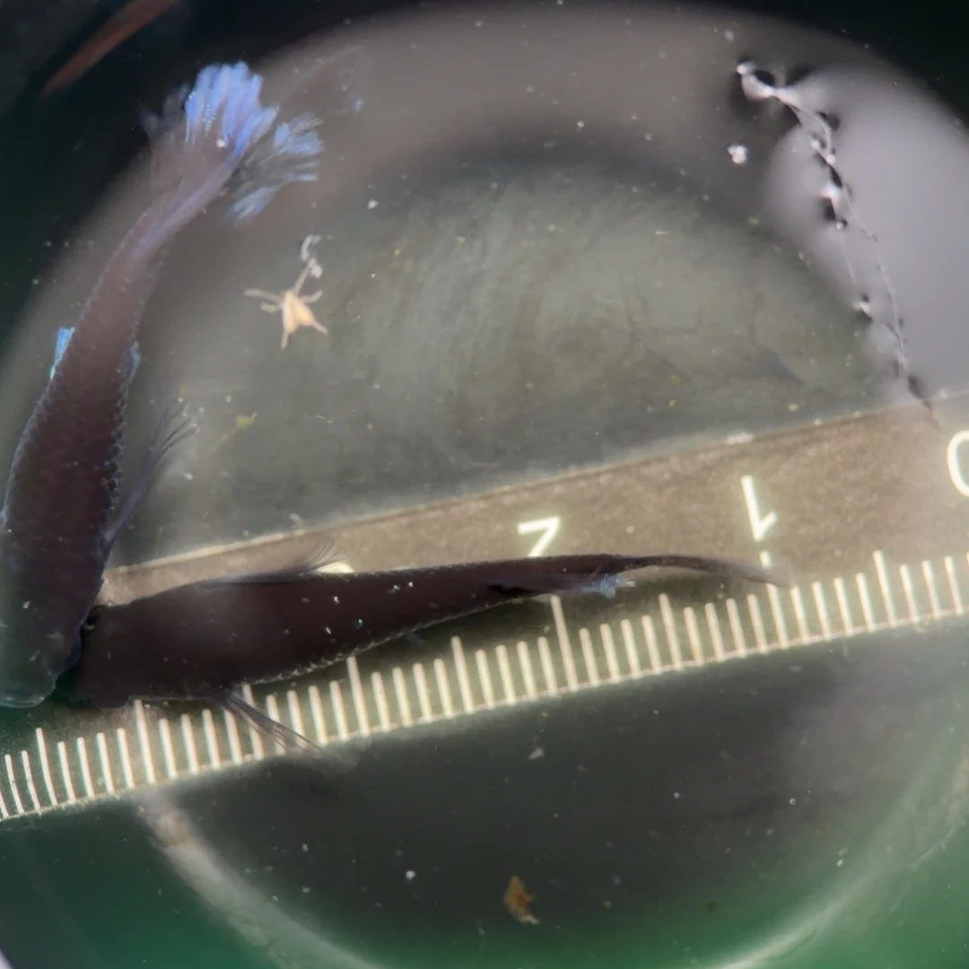 青鳉鱼编号 10 天目真长鳍一对