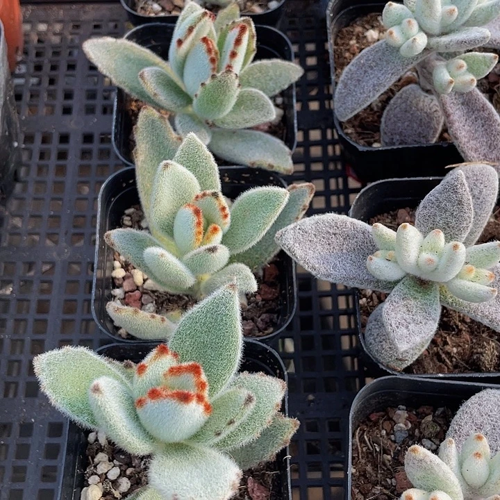 月兔2.8带盆土发货