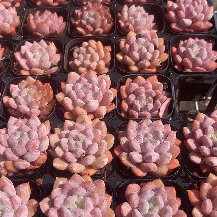 半夏多肉植物6.5.口径