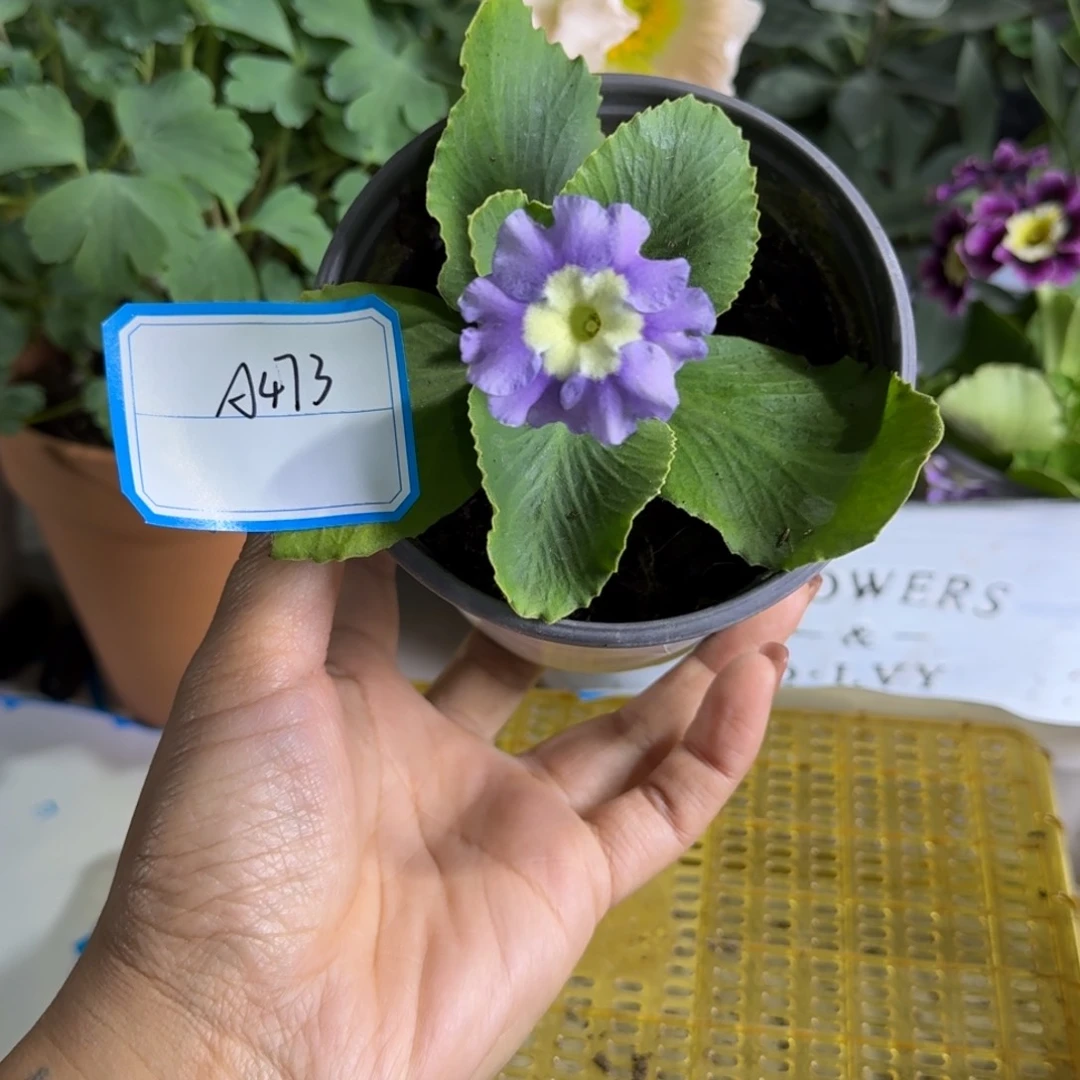 一物一拍    耳叶A473