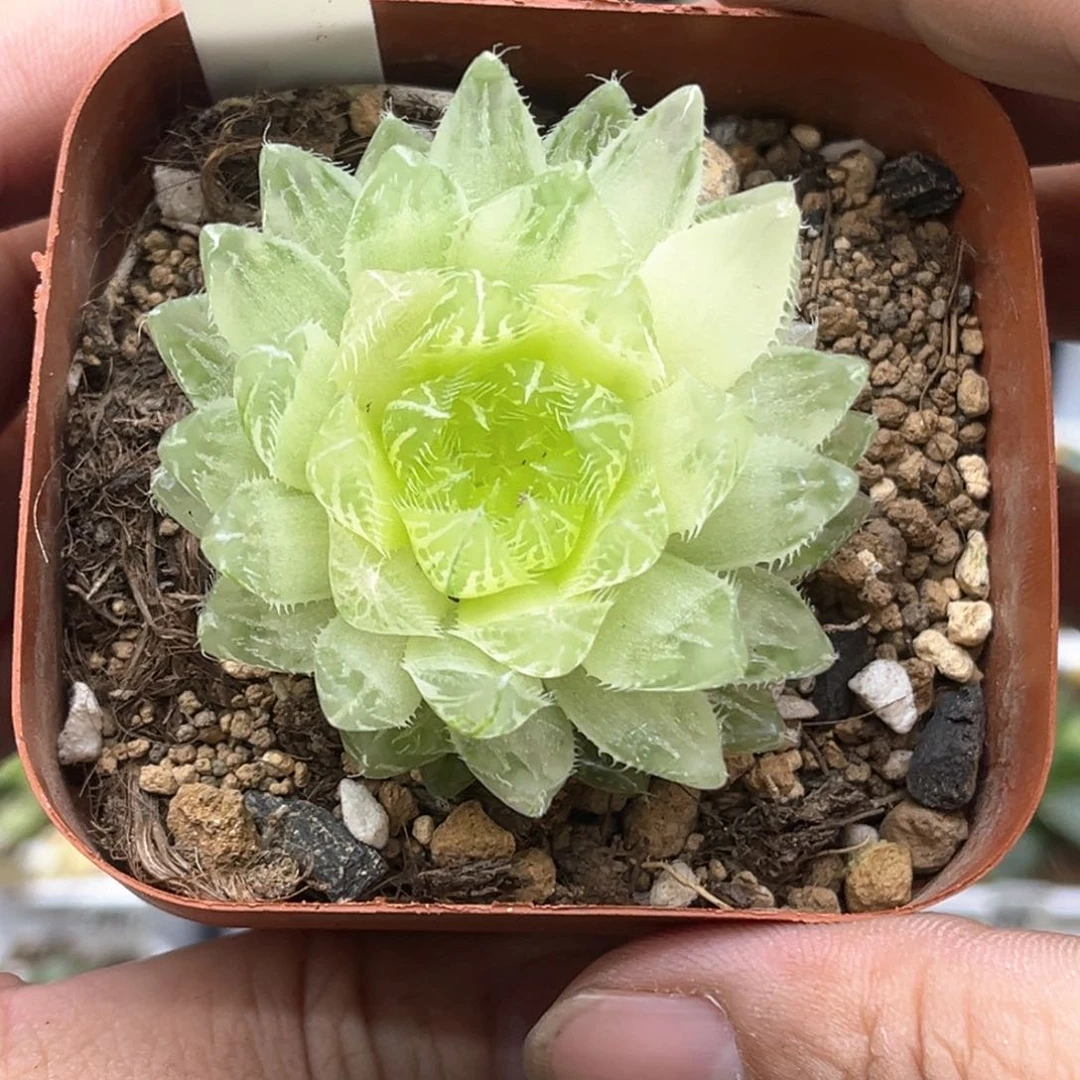 307糊斑樱水晶发发发发发发