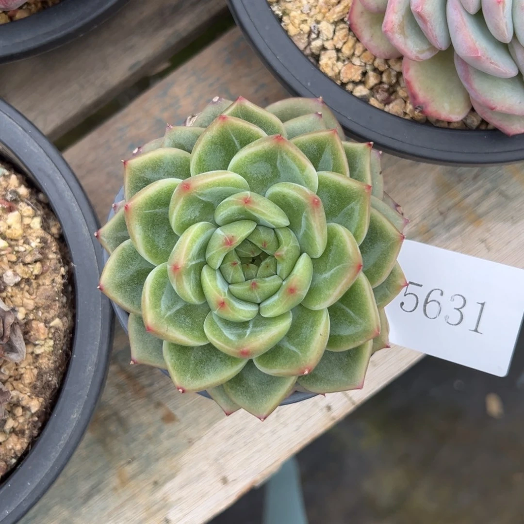 L***吖5631肉肉肉肉肉肉肉肉肉