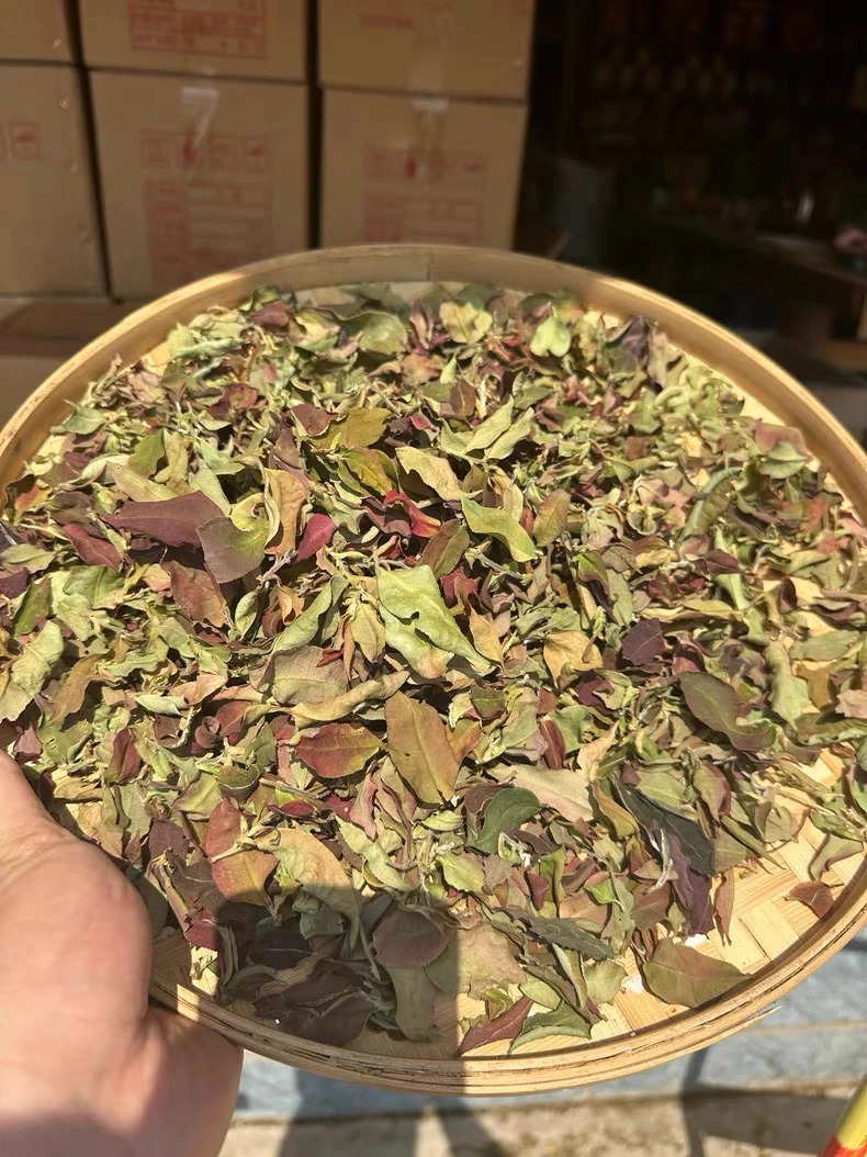 云南2025年早春野生白茶《胭脂白》高级茶叶