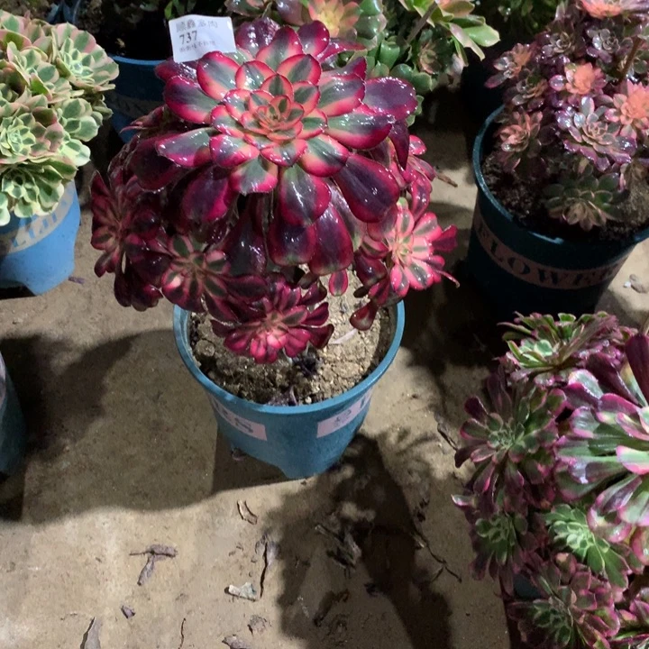 737香奈儿多肉植物特价