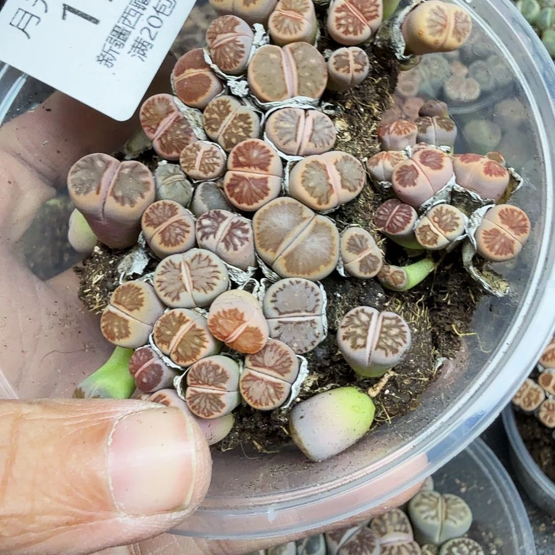 就能使皮肤保持年轻化功能178不