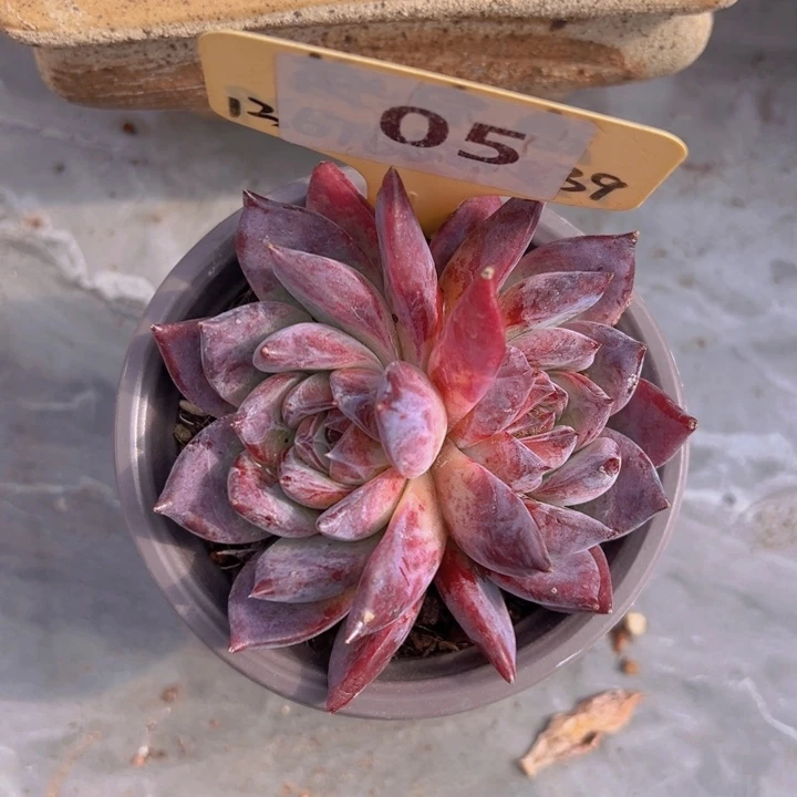 健健康康平平安安多肉植物