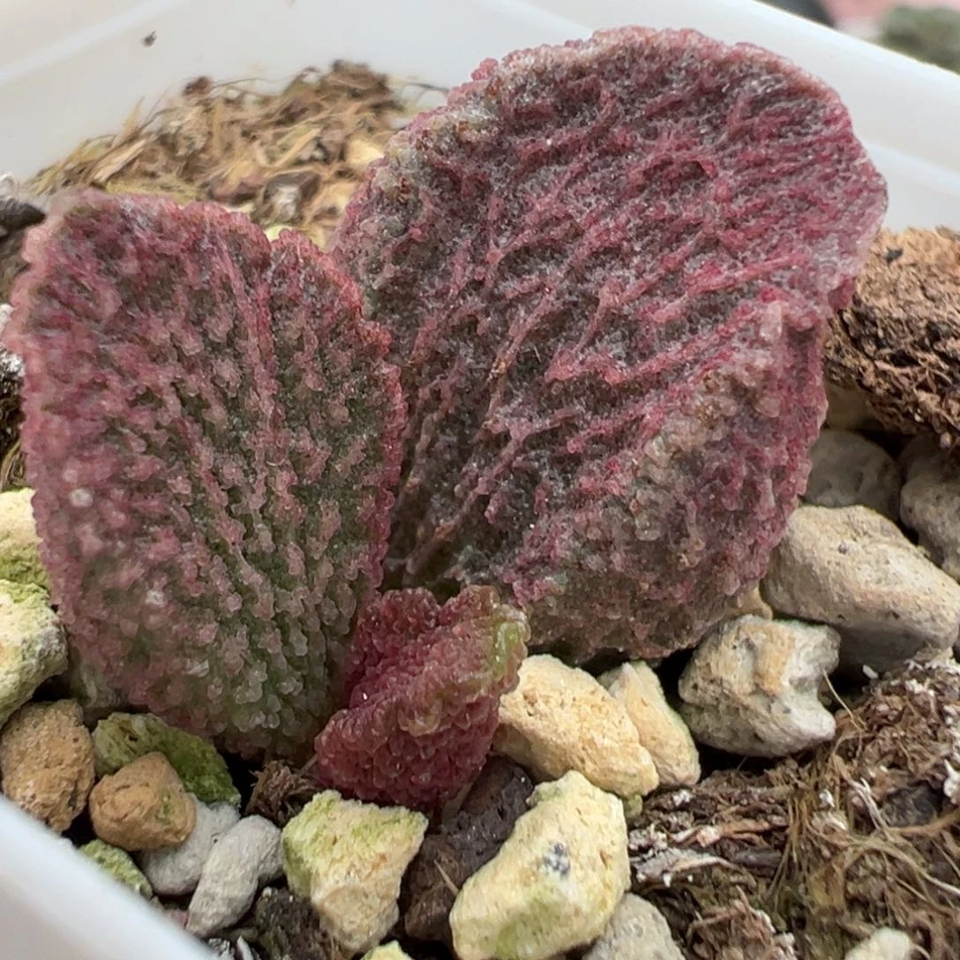 实生新品大苗多肉植物水泡