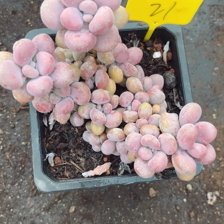 旺***干21 856545655875555588