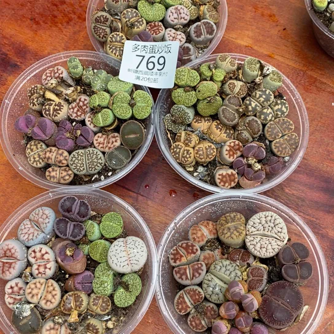 多肉蛋炒饭00000769