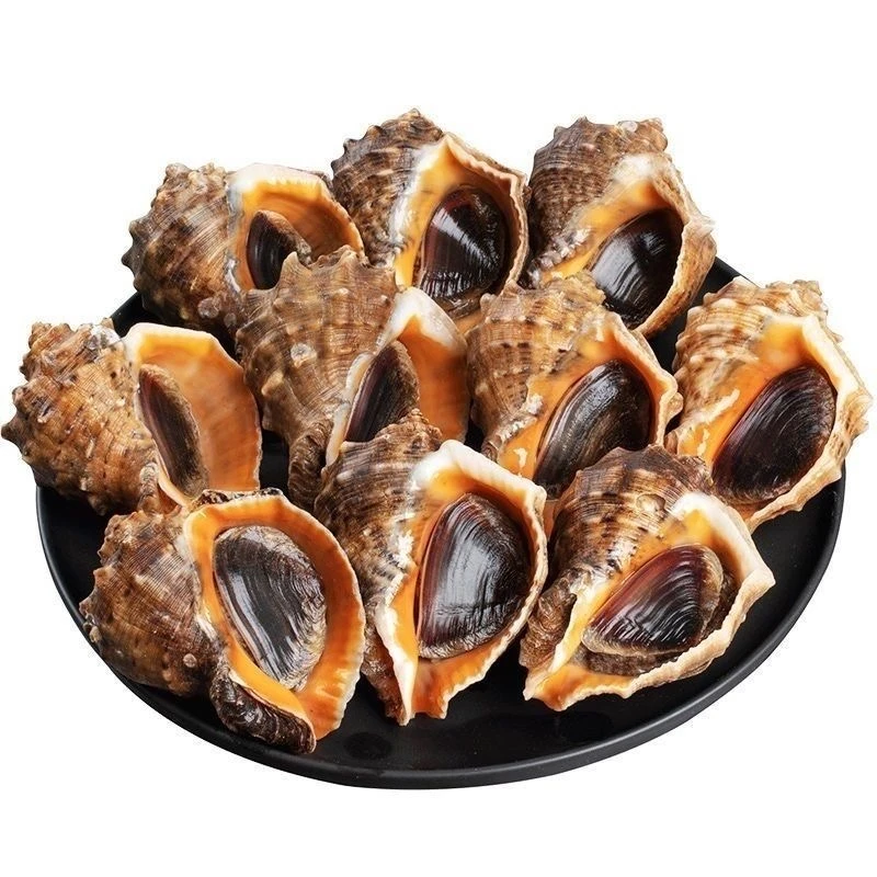 东港本地冷水大海螺3斤顺丰包邮 1斤4-5个 保活保肥