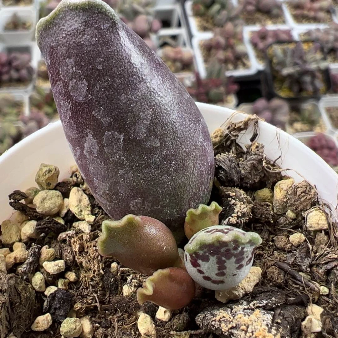 阴阳头海豹大苗多肉植物水泡