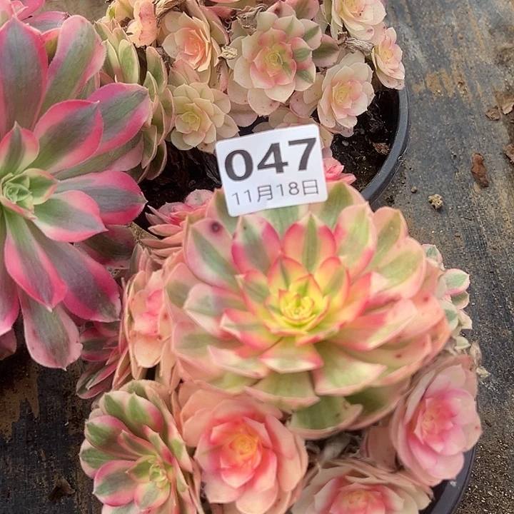 11.18-47倾城两颗多肉植物1