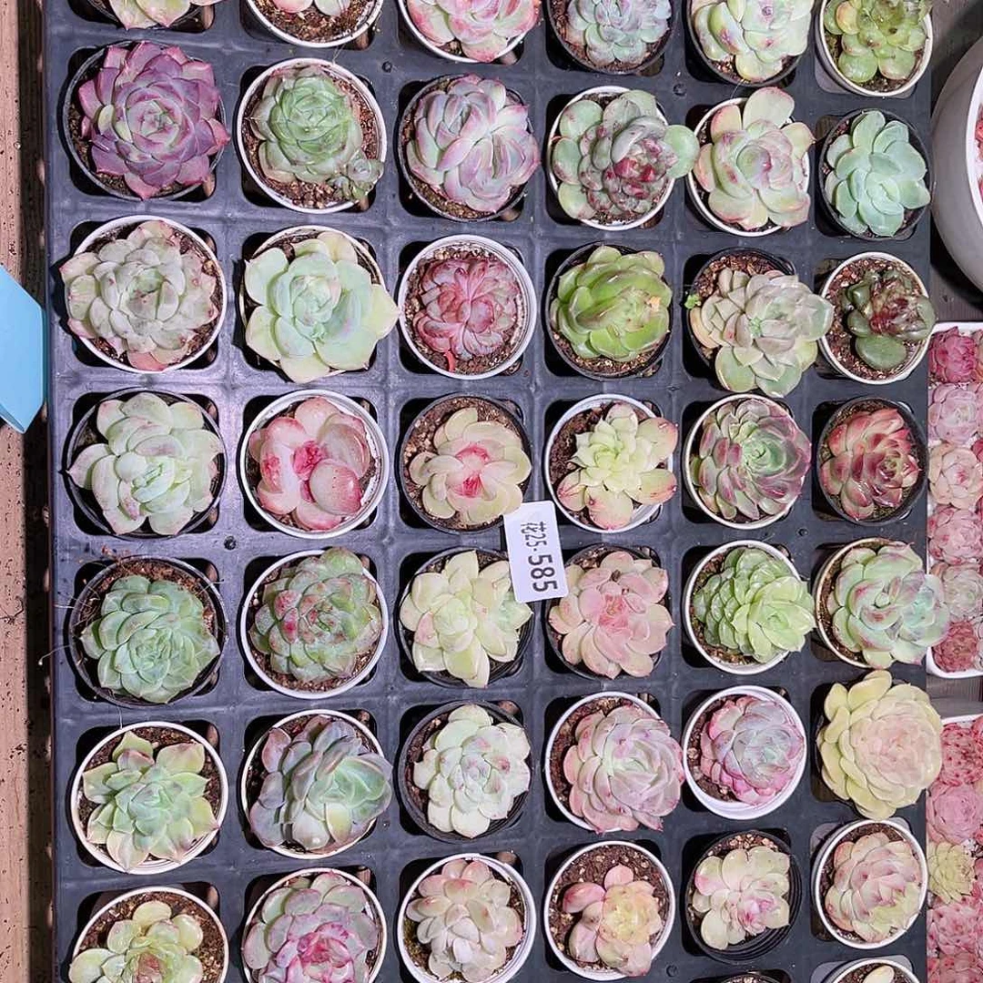 花25-585多肉植物48颗含盆土