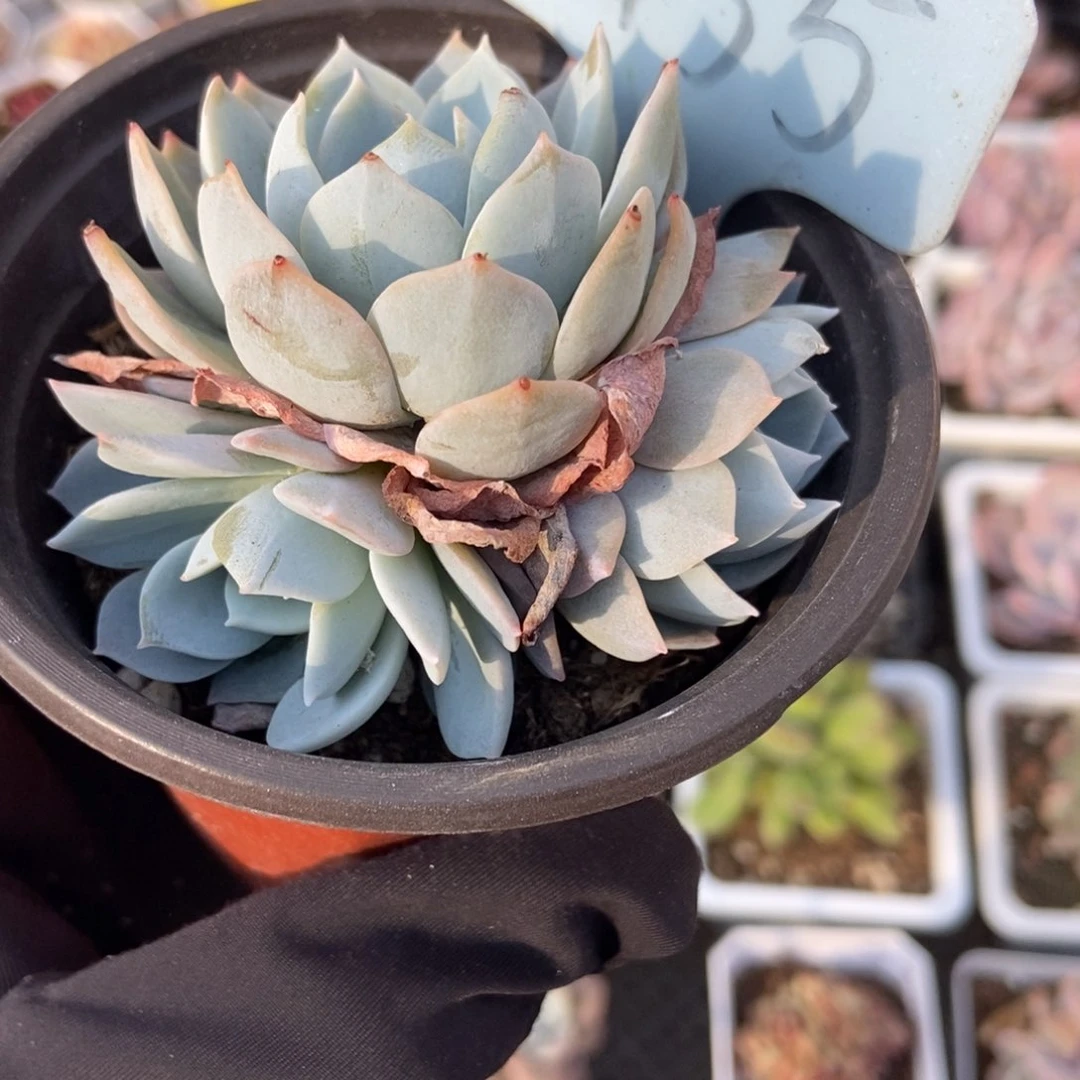 2135白茶多肉植物保护