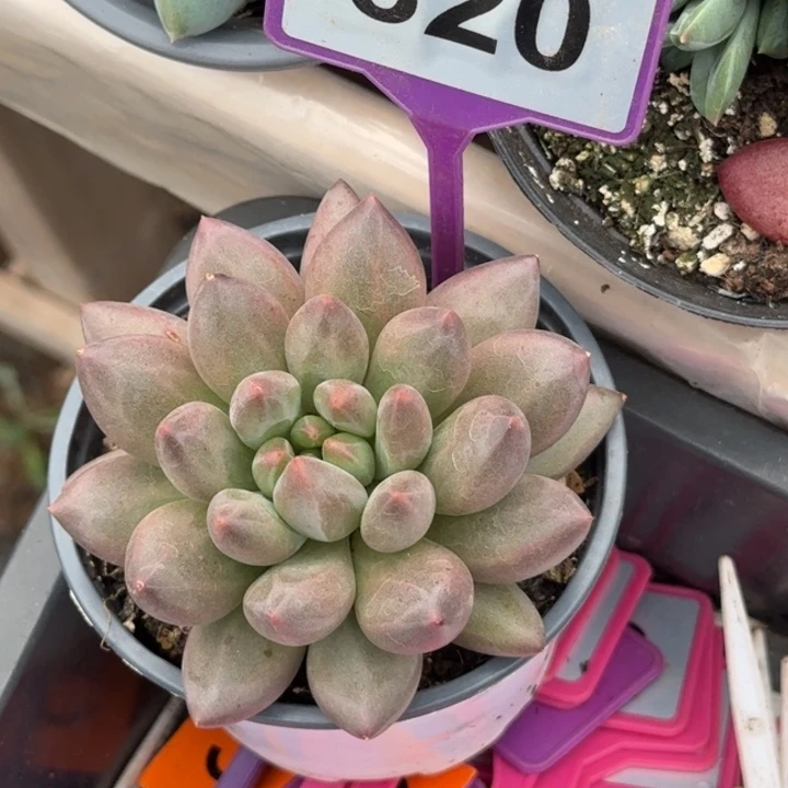 多肉植物玻璃球820