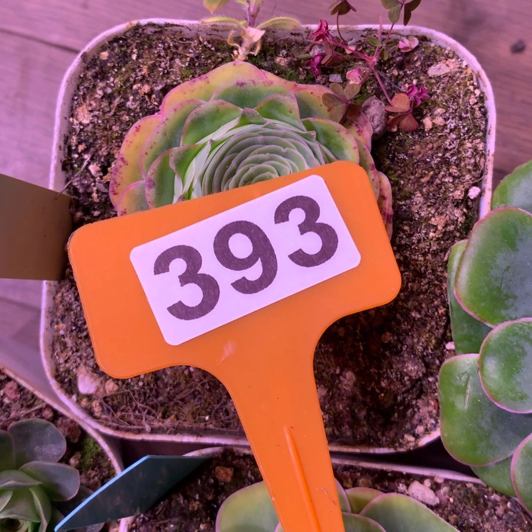 一物一拍组合福利830