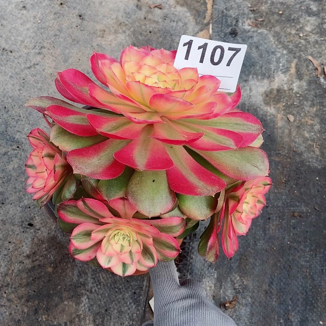 红陶1107荔枝3冠服15:6多肉