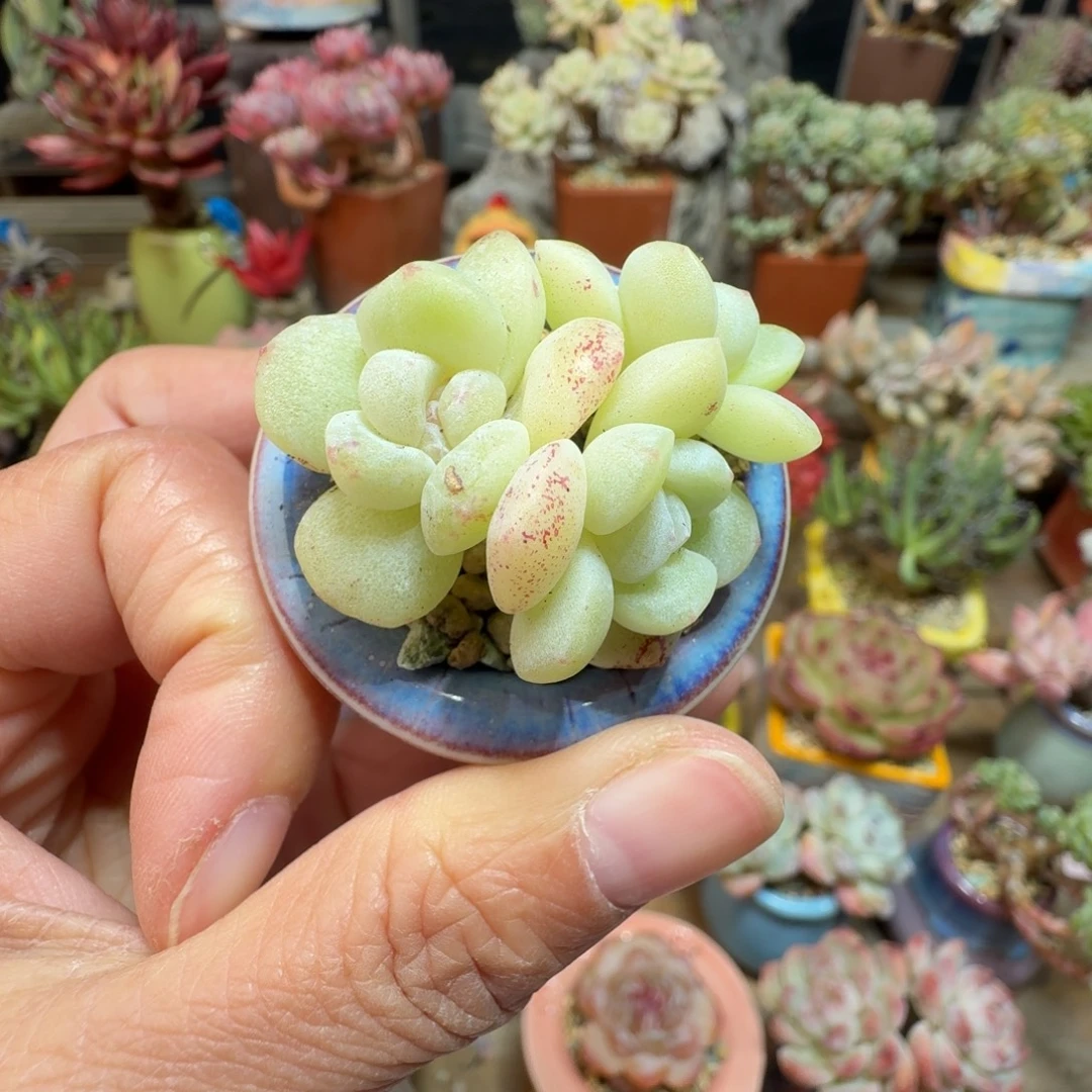 冰玉 多肉含盆土 一物一拍