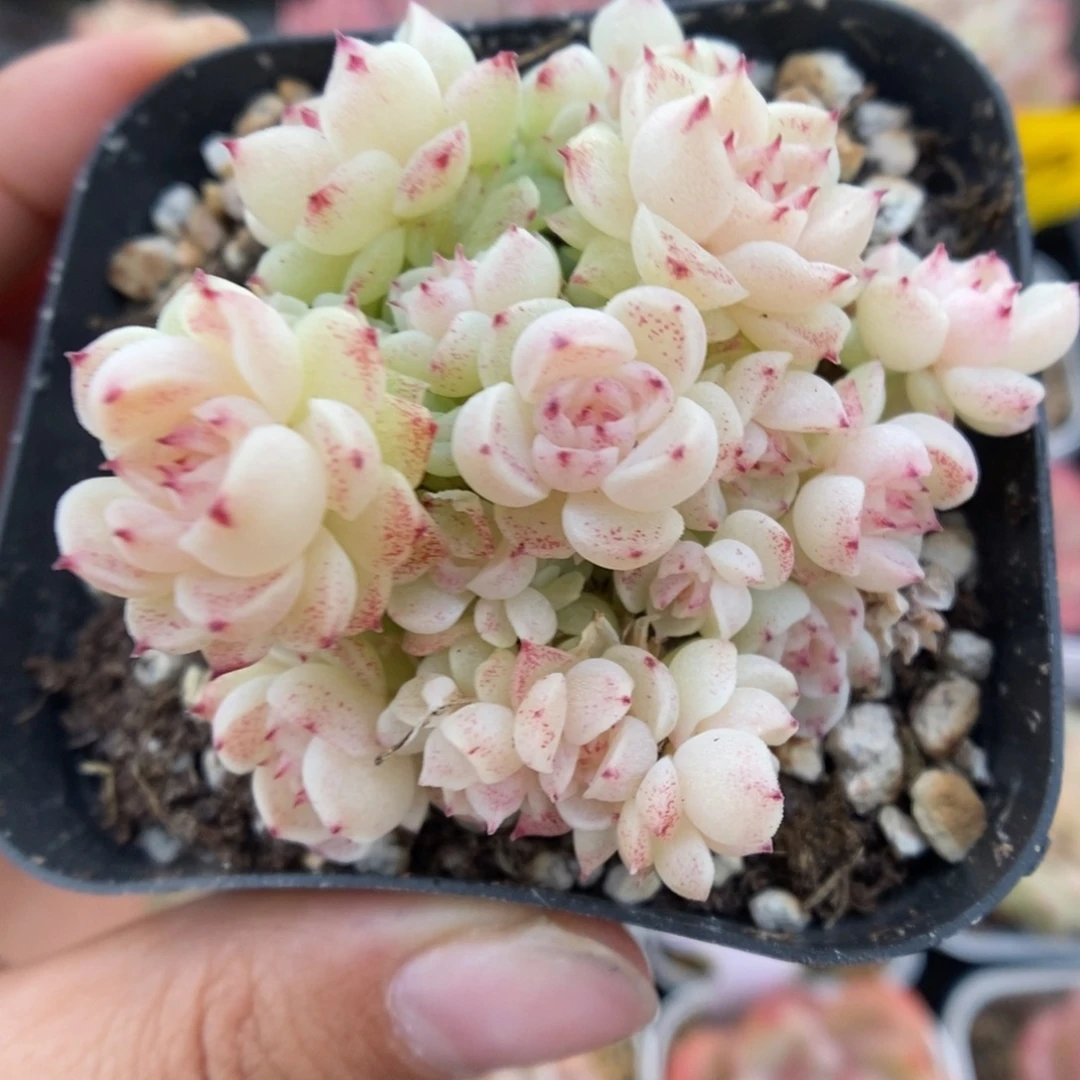 朵朵麦秆群生717号。