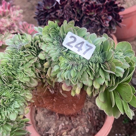 展***来多肉植物一个万追