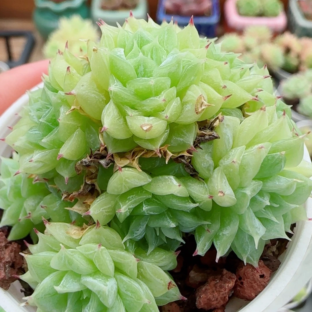 花语逸镜0915-20散
