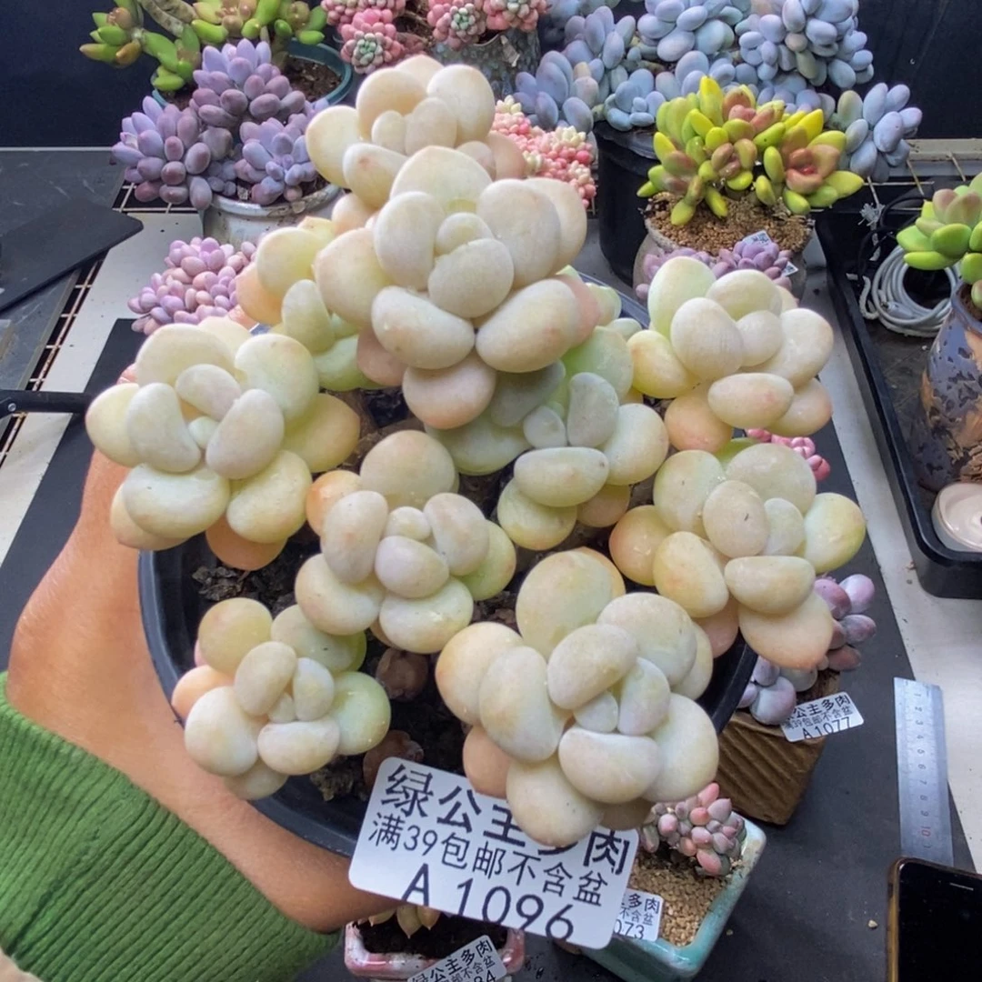 096白奶糖多肉8c m