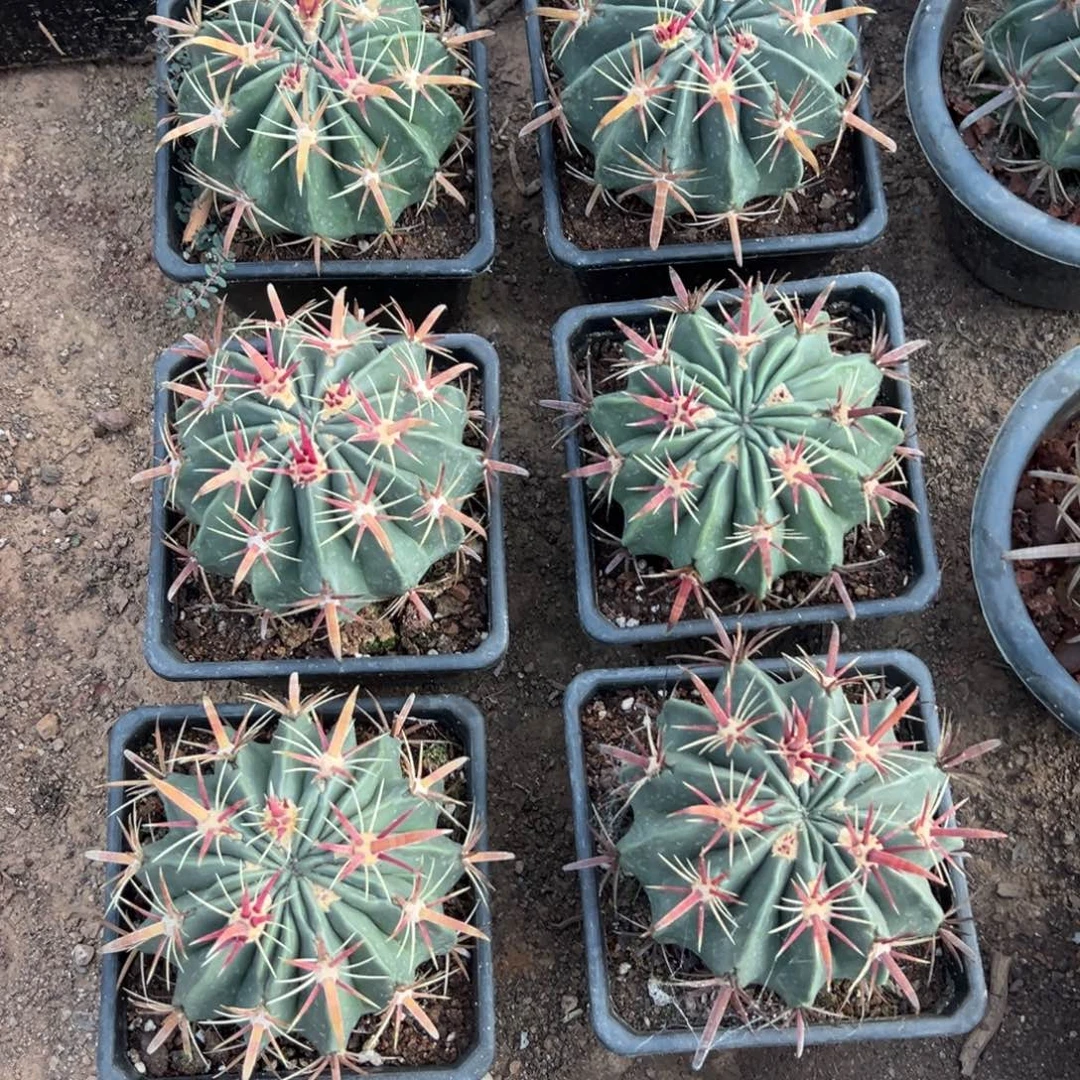 日出随机一颗了。