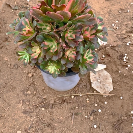 无花朵820多肉植物香妃