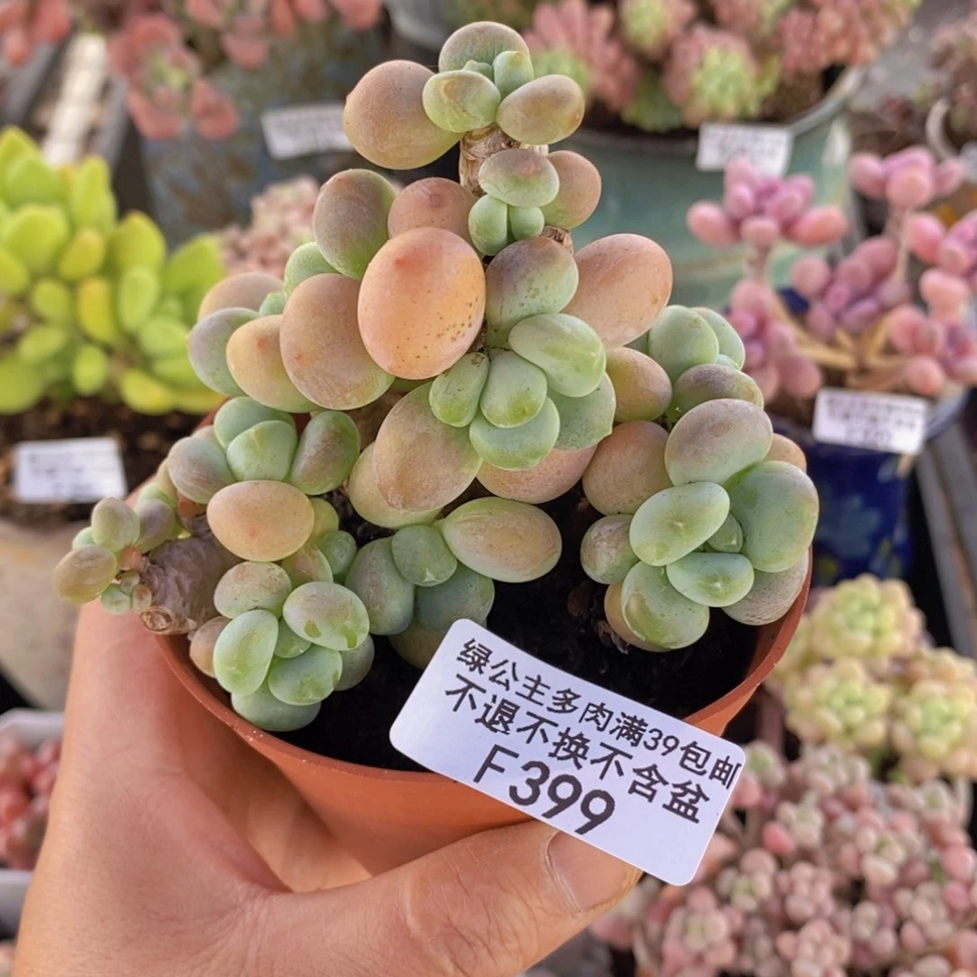 香水洛神老桩8cm399多肉植物