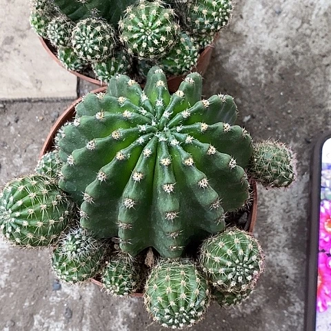 2个大龙桃，6-10公分左右