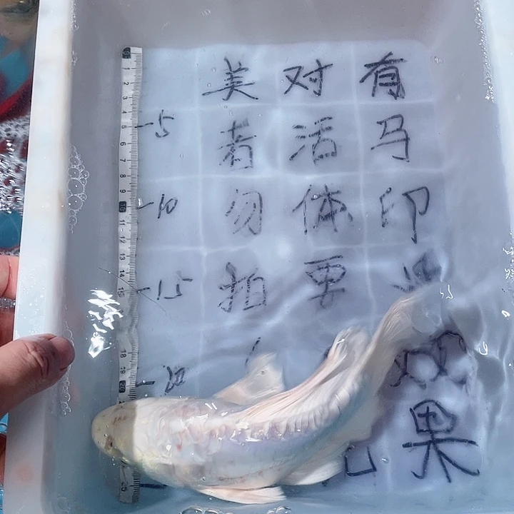 蝴蝶鲤鱼渔场直发07