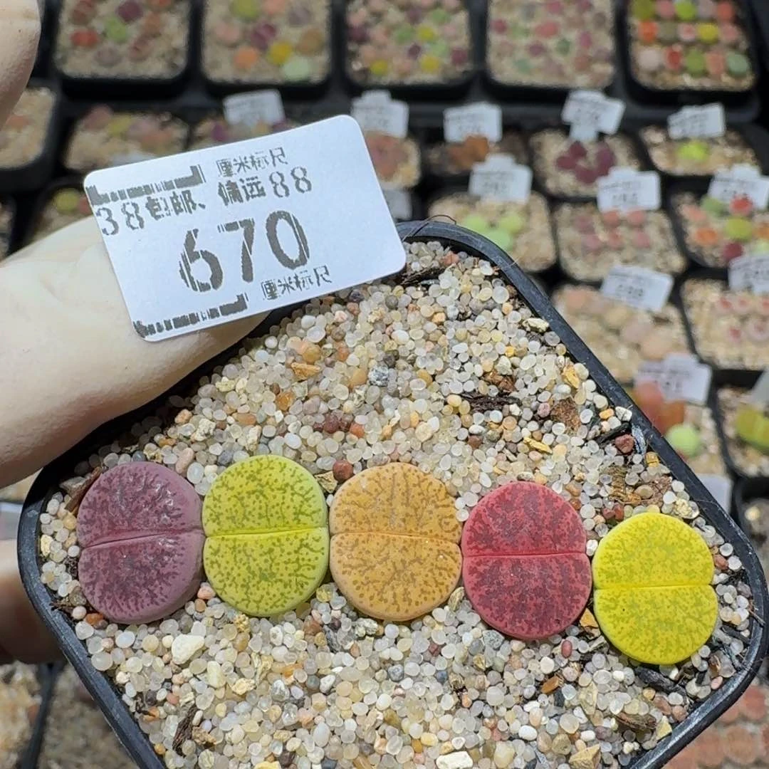 Zzzz生石花肉锥670