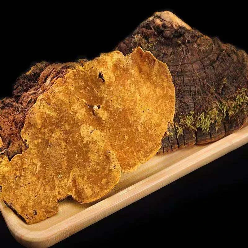 深山野生【桑黄】老乡采摘晒干无硫无污染原生态桑黄250克