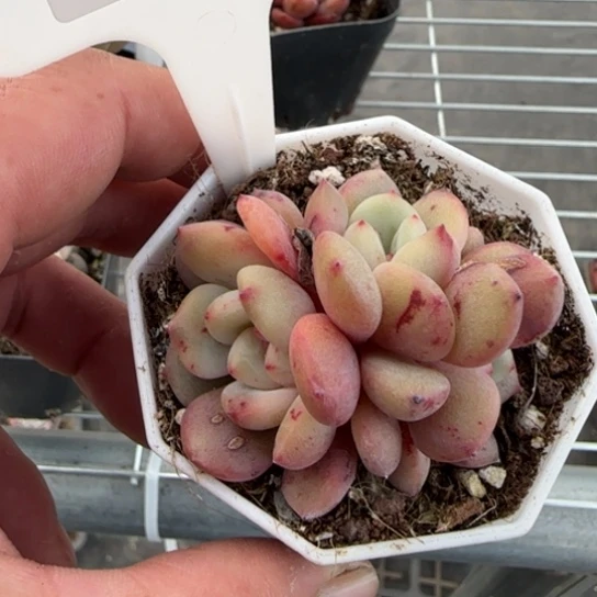 276 一物一拍多肉