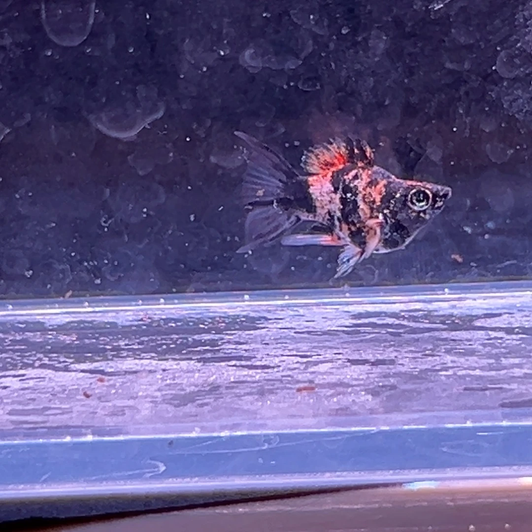 孔雀鱼虎皮玛丽崽一条