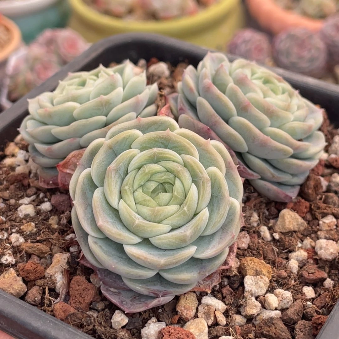 冰姬三头9公分左右