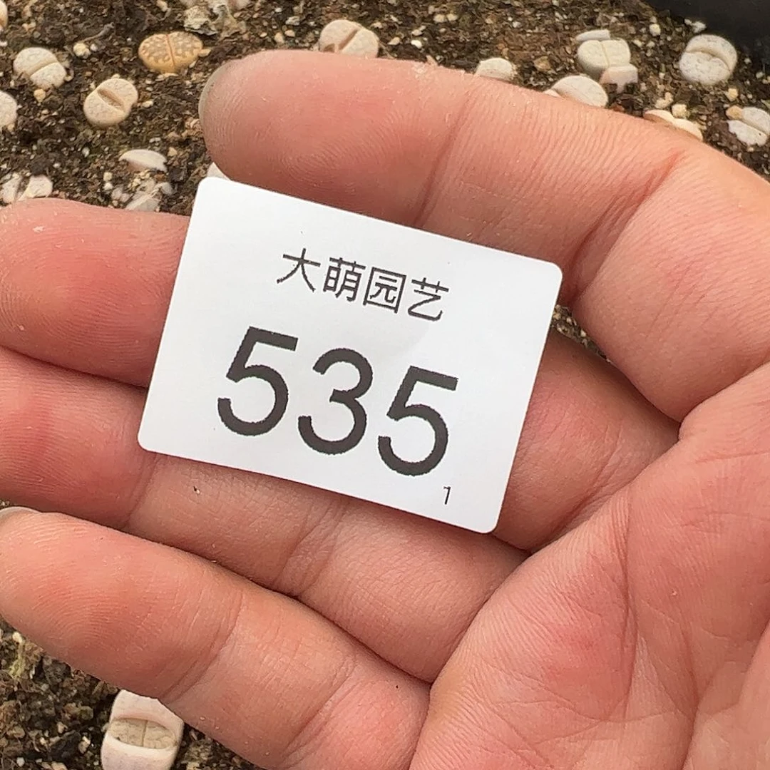 远****笛0000535清框脱土发无售后