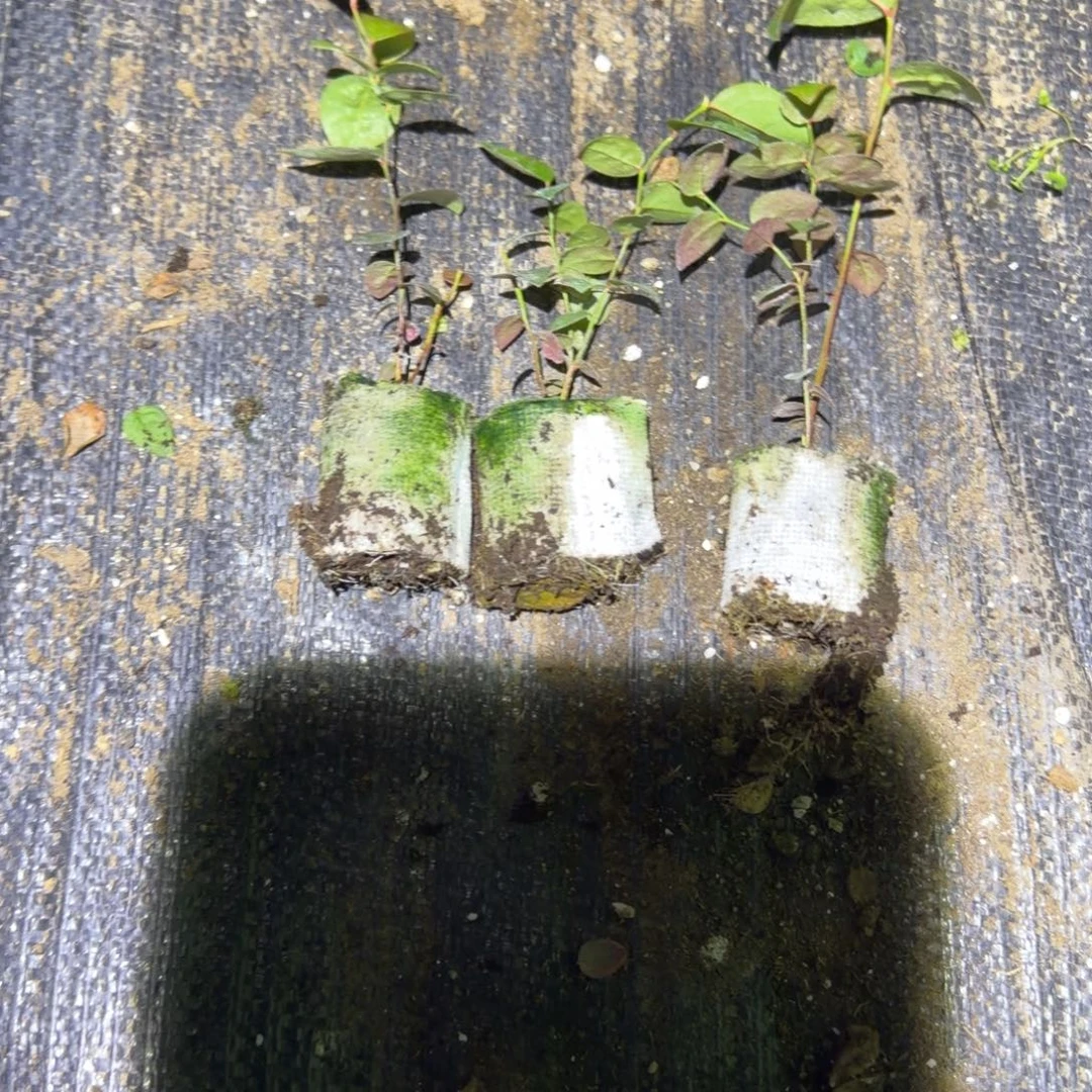 苔藓32三颗装，无售后