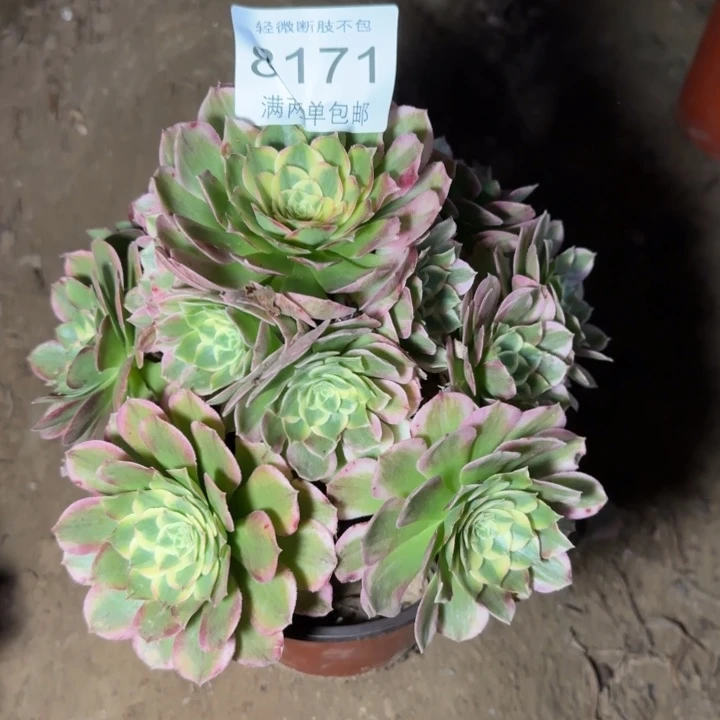 8171海王多肉植物